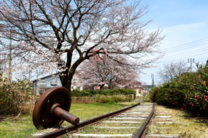 桜の画像