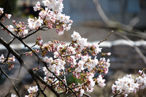 桜の画像