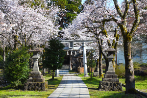 桜の画像