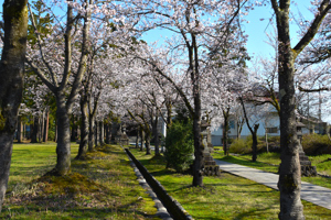 桜の画像