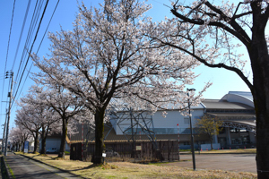 桜の画像