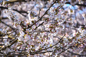 桜の画像