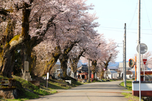 桜の画像