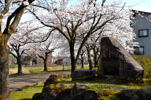 桜の画像