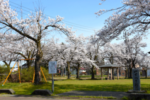 桜の画像