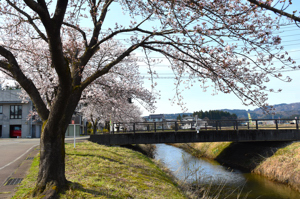 桜の画像