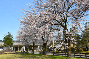 桜の画像