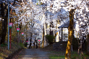 桜の画像