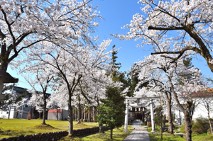 桜の画像