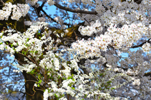 桜の画像