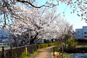 桜の画像