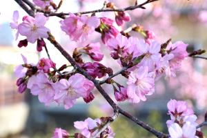 桜の画像