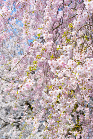 桜の画像