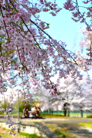 桜の画像