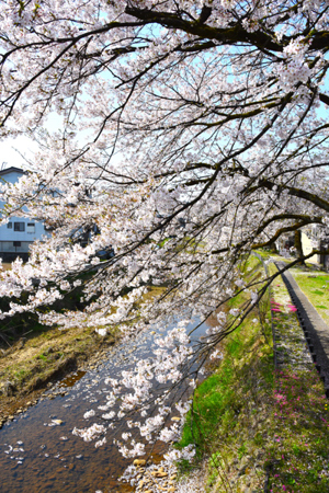 桜の画像