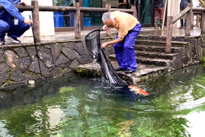 庭園の池に錦鯉を放流している画像