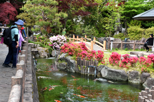 錦鯉の里の庭園の池で錦鯉を鑑賞する参加者の画像