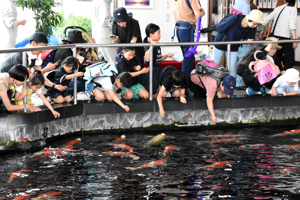 錦鯉の里で錦鯉に餌やりをする子どもたちの画像