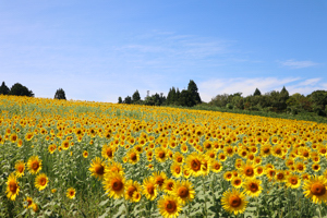 令和5年度のひまわり畑の画像