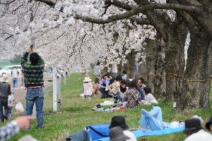 桜並木の下で食事をしたりする人たちの画像