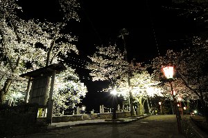 ライトアップされた船岡公園の桜の画像1