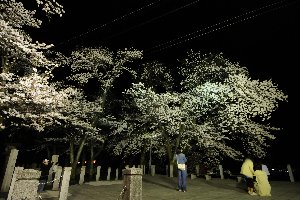 ライトアップされた船岡公園の桜の画像3