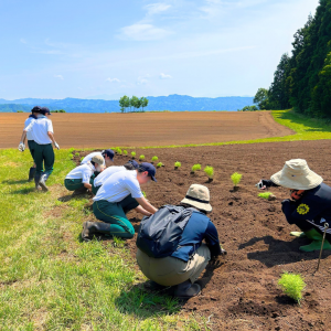 コキア植付時の写真