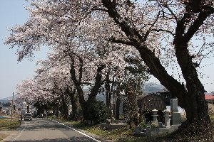 三仏生百塚の桜の画像3