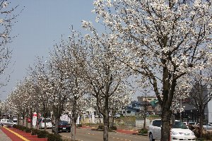 こぶし通りのこぶしの花の画像2