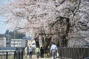 日吉の桜の画像3