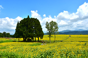 花畑一面に広がるひまわり畑の画像