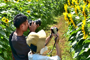 カメラでひまわりの写真を撮る来場者の画像