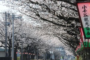 千谷工業団地の桜の画像1