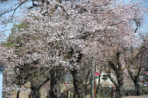 船岡公園の桜の画像1