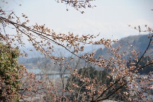 船岡公園の桜の画像2