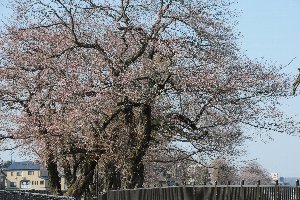 日吉ヒューマンロードの桜の画像2