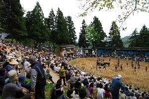 たくさんの来場者で埋まる闘牛場の画像