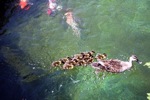 錦鯉の池で泳ぐ鴨の親子の画像