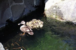 池に浮かぶ鴨の親子の画像