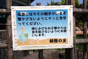 「鴨を驚かさないでね」錦鯉の里の看板の画像