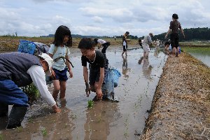 子どもたちが一生懸命田植えをしている画像