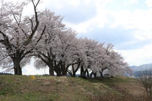 桜①