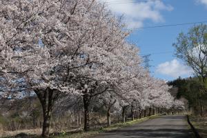 桜②