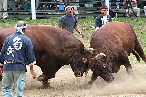 角を突きあわせる牛と勢子の画像1