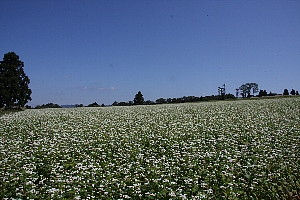 そばの花が咲くそば畑の画像