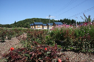 バラやコスモスの花が咲くふれあいの里バラ園の画像