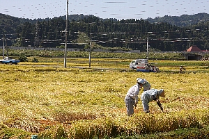 倒れた稲を起こす農家のみなさんの画像