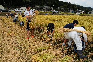 稲を刈る参加者の画像