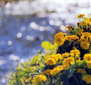 茶郷川の川岸に咲く黄色い花の写真