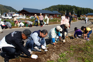 クラインガルテン地内に水仙のs球根を植えている画像